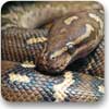 familiars of eternus serpent
