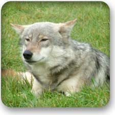 ritualist's canine familiar