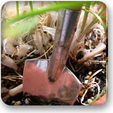 jewel tipped spade